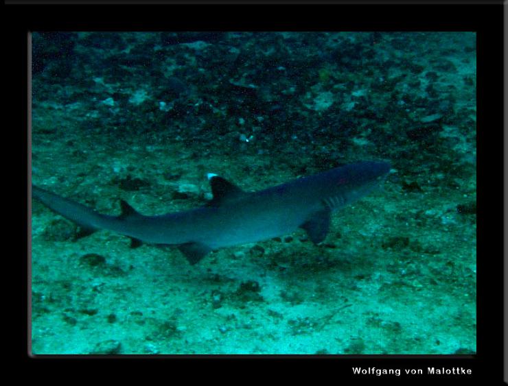 IMG_4629.jpg - White tip reefshark